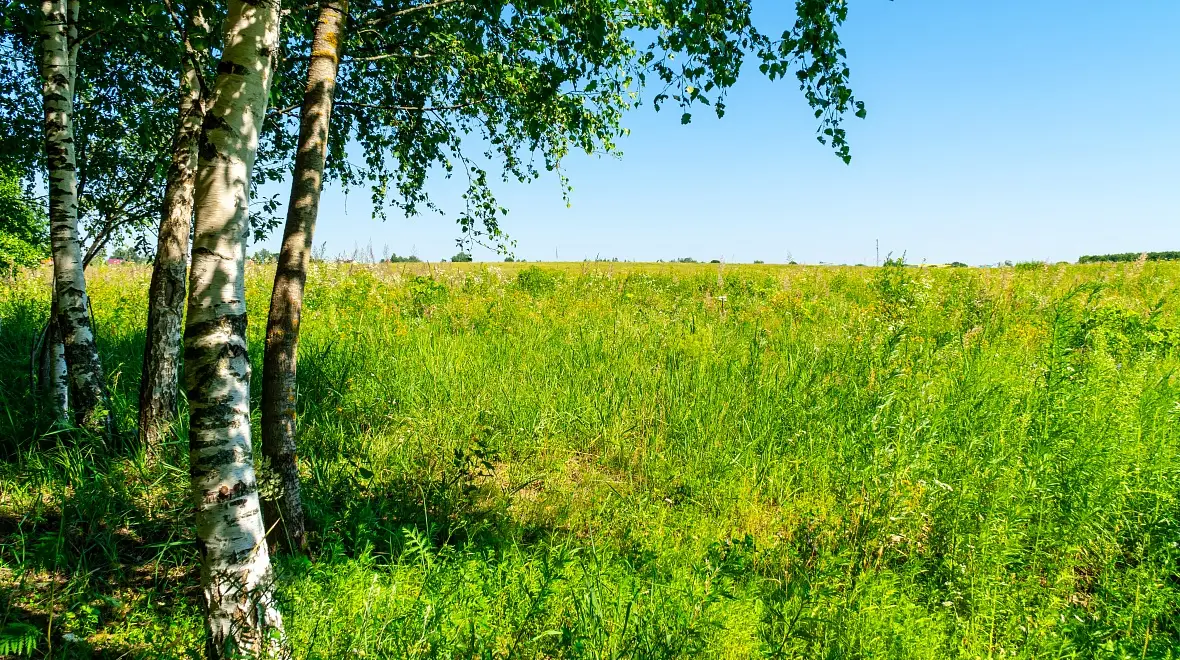 Берёзы на краю поля